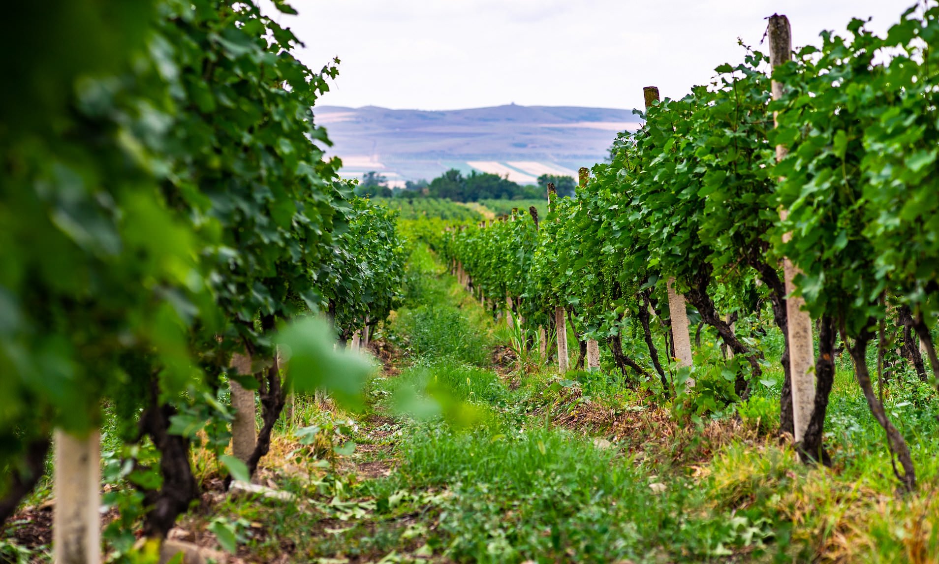 Daily Mail - საუკეთესო ევროპული ღვინოების ყურძენი წარმოშობით საქართველოდანაა