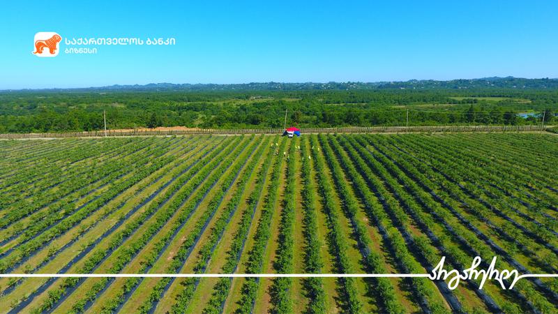 „საქართველოს ბანკის” მხარდაჭერით „ლურჯი ველი“ მოცვის წარმოებას აფართოებს
