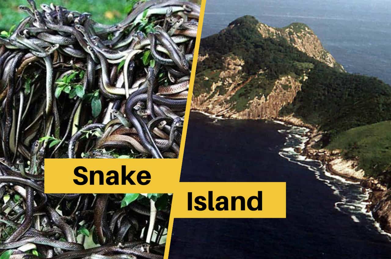worlds-deadliest-island-ilha-da-queimada-grande-snake-island-5factum-1-1647620473.jpg